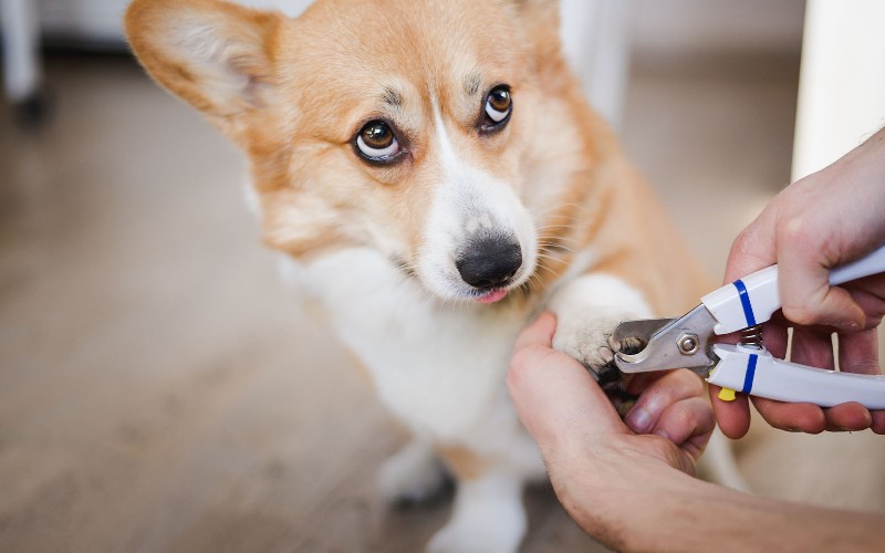 La guía definitiva - Cómo y cuándo cortar las uñas a tu perro